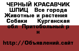 ЧЕРНЫЙ КРАСАВЧИК ШПИЦ - Все города Животные и растения » Собаки   . Курганская обл.,Притобольный р-н